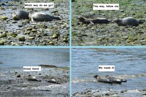 seal four pic
